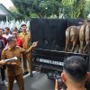 Jelang Hari Raya Kurban, Bupati Bone Distribusikan 46 Ekor Sapi untuk Warga