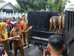 Jelang Hari Raya Kurban, Bupati Bone Distribusikan 46 Ekor Sapi untuk Warga
