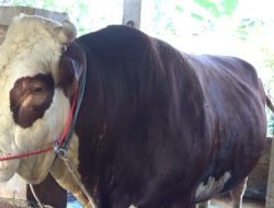 Sapi Kurban Presiden Prabowo untuk Warga Bone, Bobot Capai 1,05 Ton
